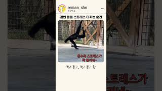 갇힌 애완 동물들의 스트레스 터지는 순간 공개