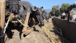 Milking Buffalo farming in Nepal