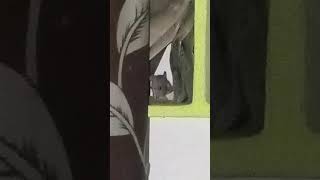 Rat enjoy waste paper meals so please clean your place