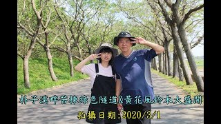 2020朴子溪畔黃花風鈴木