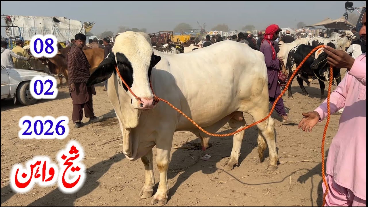 Тяжеловес Бачрай на коровьем рынке Шейхваня | 08.02.2026 |
