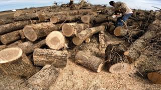 Ash Logs#fun,#firewood,#ms500i,#satisfying,#chainsawman,#wood,#nice,#heat,#fyp #work,#cutting,#asmr by mrsmel269 1,015 views 10 days ago 16 minutes