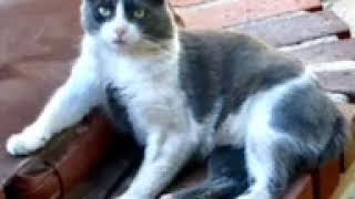 FCCC Cat Talk - Buddy Year 2 by Feral Cat Caretakers’ Coalition 29 views 3 years ago 2 minutes, 45 seconds