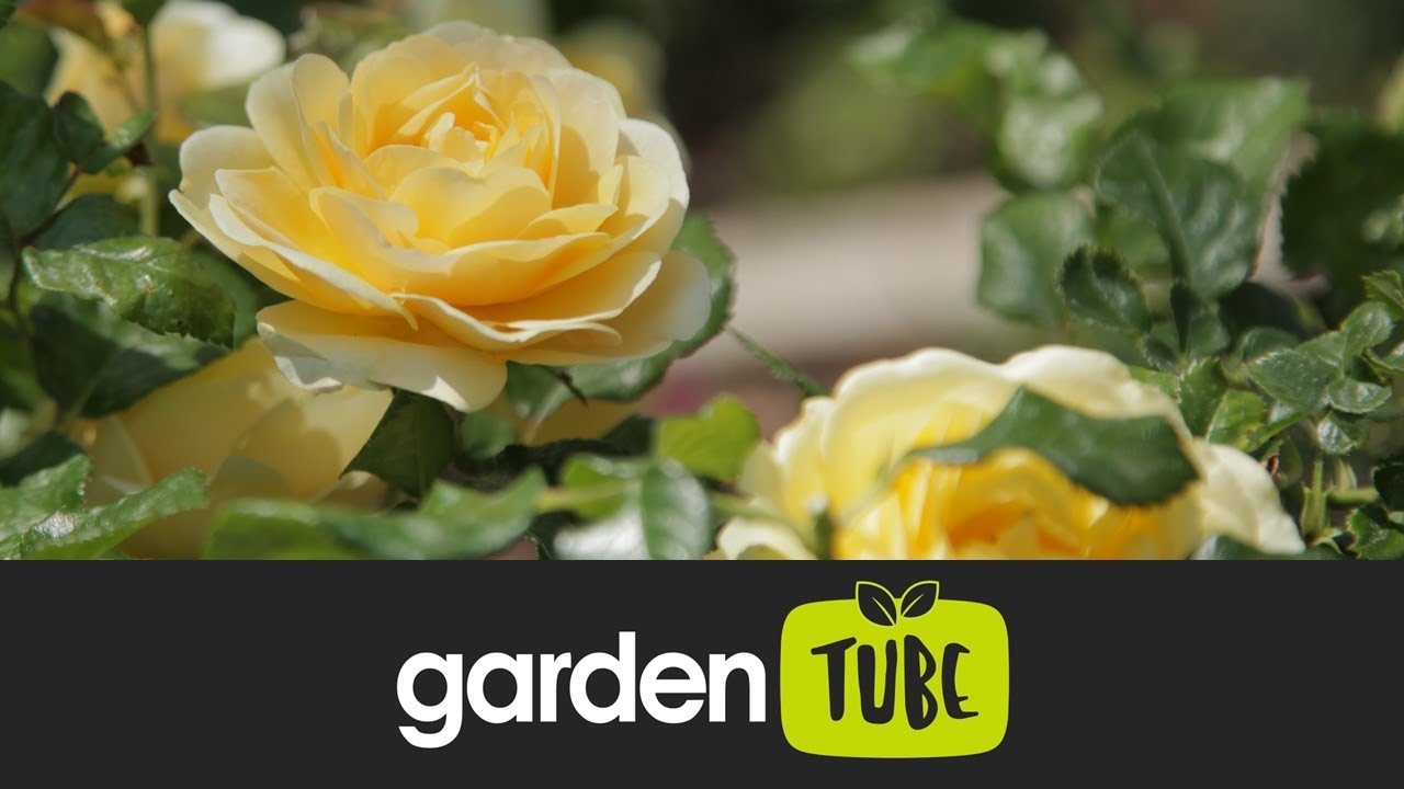 How to prune roses - YouTube