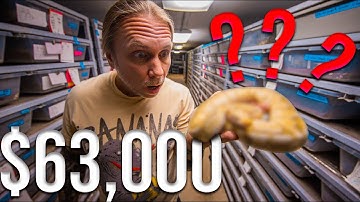 $63,000 FOR A BALL PYTHON!! HOW DID WE GET HERE?? | BRIAN BARCZYK