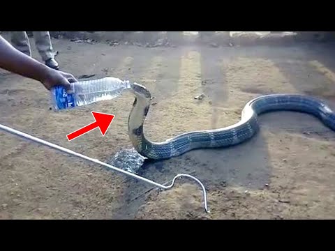 A Dying King cobra Crawled out to People For Help.... Then This Happened