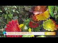 Chihuly in the garden returns to missouri botanical garden