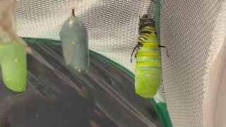 The Life Cycle of the Monarch Butterfly