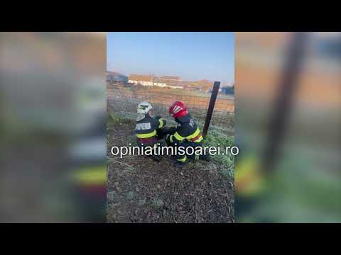 Catel infipt in gard, salvat de un tanar cu spirit civic. Interventie a pompierilor din Timisoara