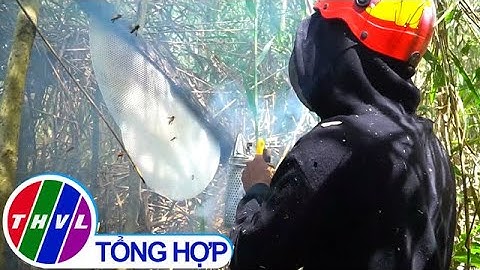 Độc đáo nghề gác kèo ong thời 4.0 ở rừng U Minh