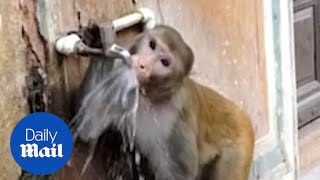 Clever monkey turns tap off after drinking water from it Resimi