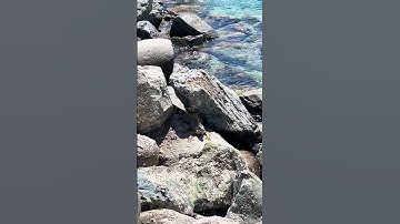 Iguana in St Maarten