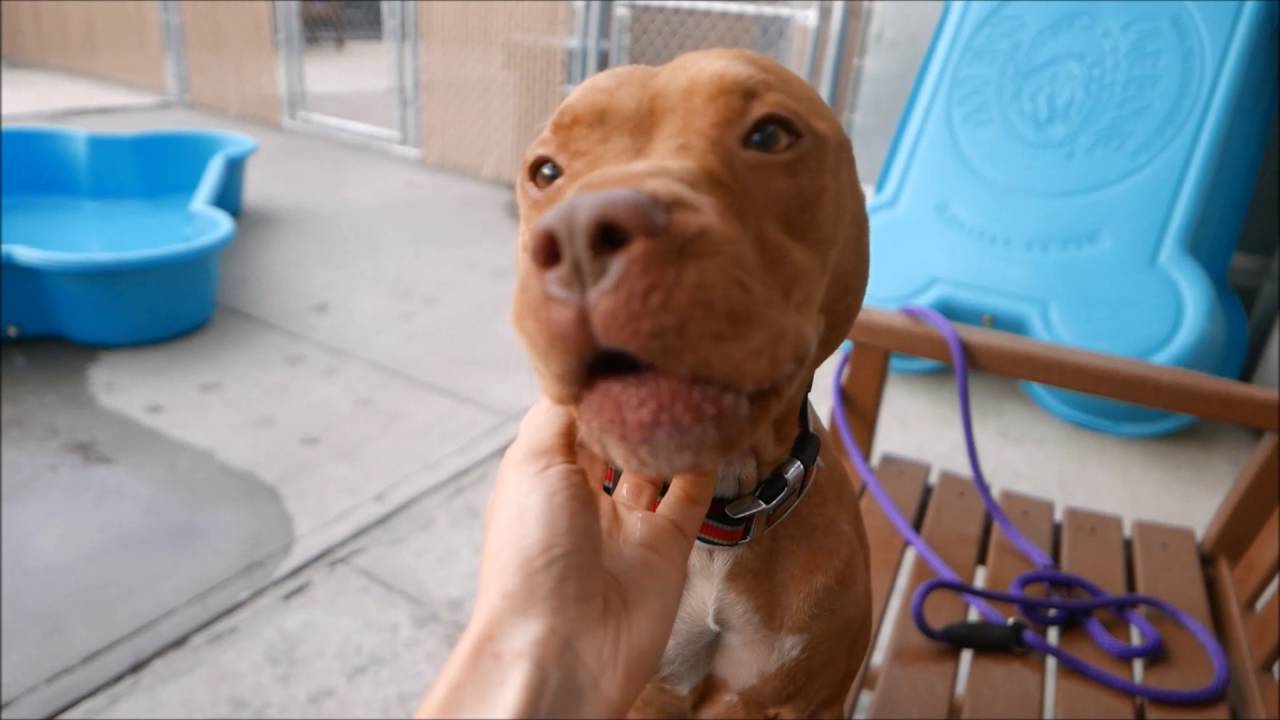 Ruthila - A1081392 - Brooklyn ACC camera iphone 8 plus apk