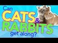 Can Cats And Rabbits Get Along?