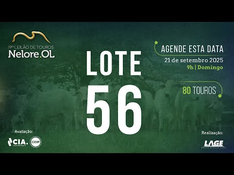 LOTE 56 V91318 - 19º Leilão de Touros Nelore OL