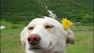 Delaney Bailey - j's lullaby (darlin' i'd wait for you) [1H] [rain]