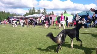 Salukien erikoisnäyttely 11.6.2015, junioriluokan nartut by wonderflounder 144 views 7 years ago 1 minute, 59 seconds