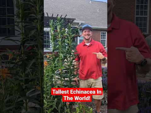 Video: Cvjetovi Echinacea purpurea