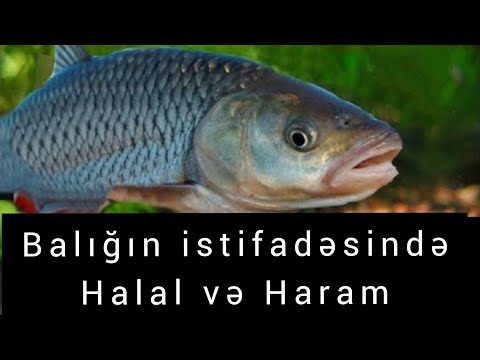 Video: Balıq ətidir ya yox?