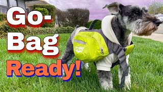 What's Inside This Schnauzer's Emergency Dog Bag?