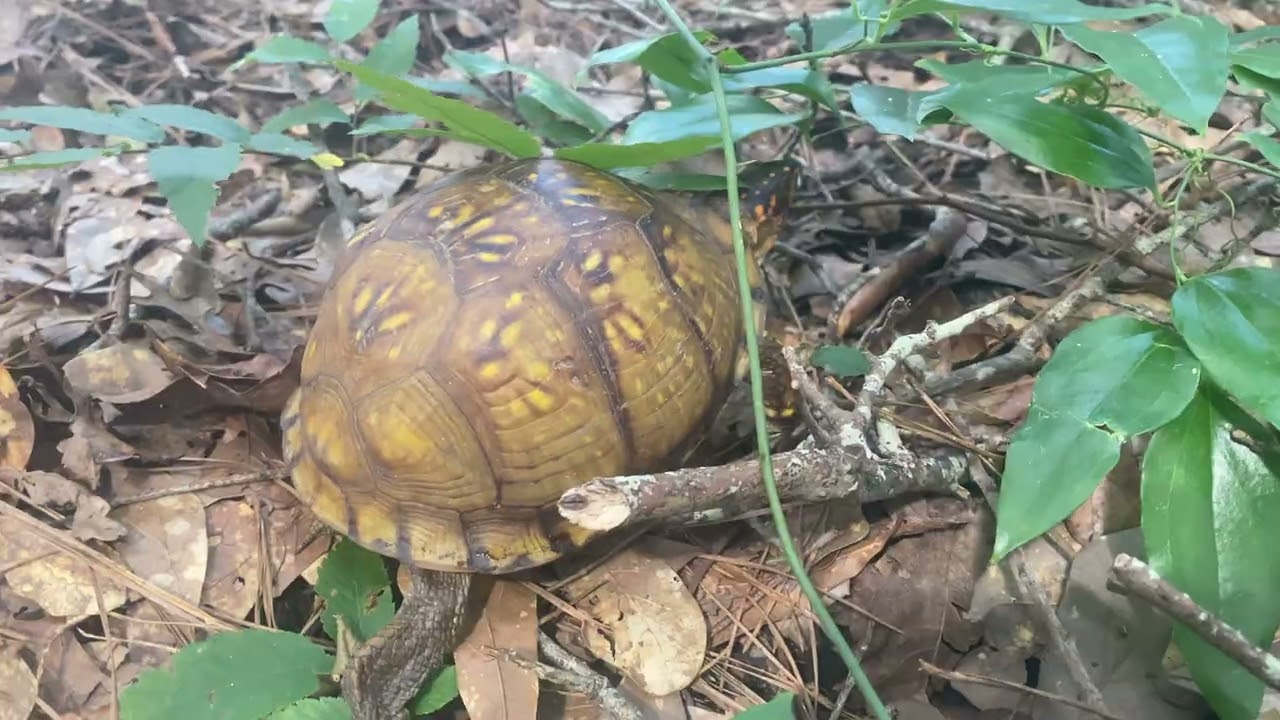 Helping a Box Turtle Across the Road & On Its Way in TX 10Jun2021