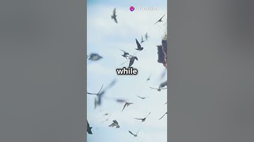 The Bird That Flies for 10 Months Straight #facts #amazingnature #swift #birds #nature #shortsvideo