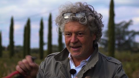 Are Ungrafted Wines Better than Grafted Wines?