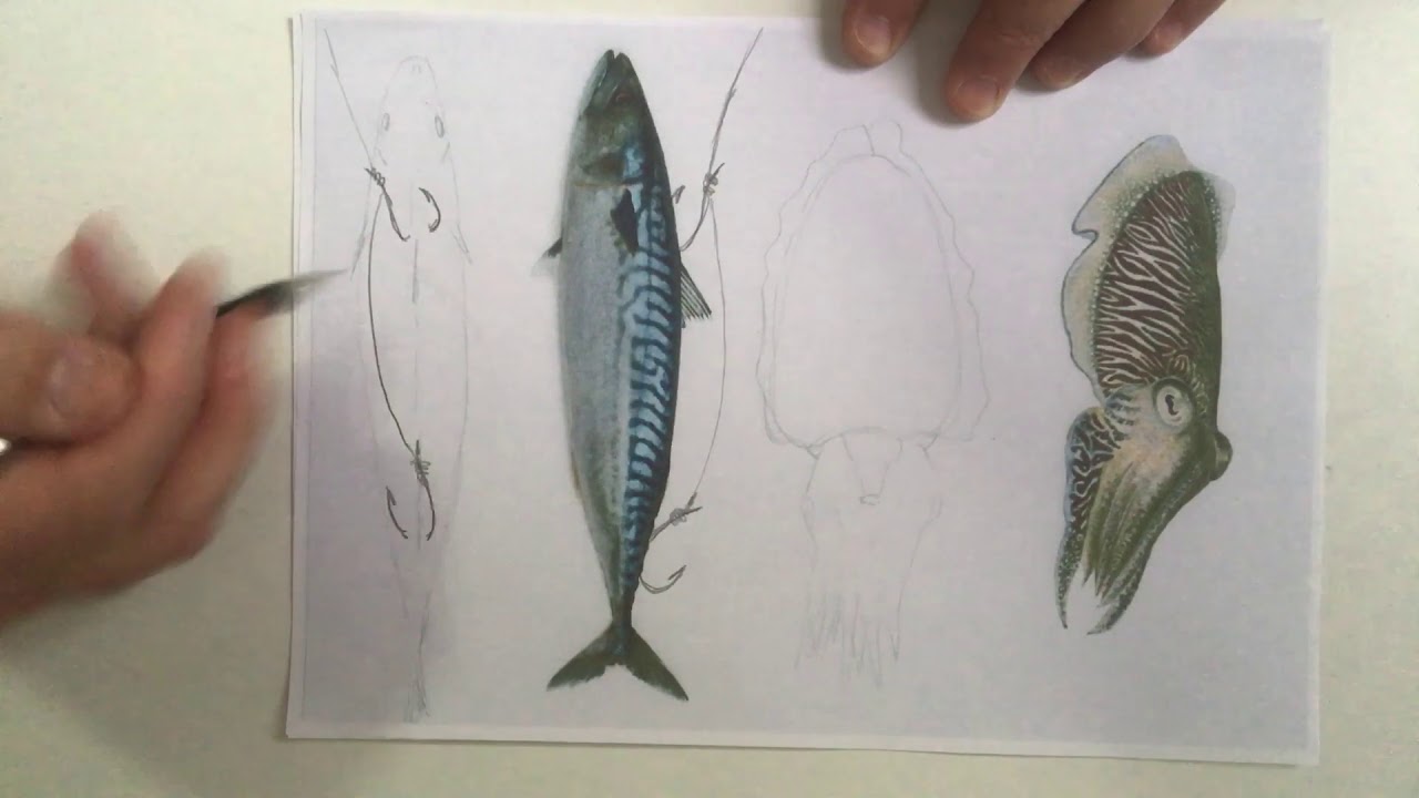 Como poner, anzuelar o iscar cebo vivo para la pesca