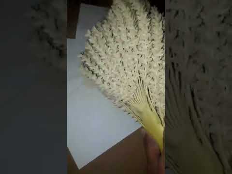 طريقة إستخراج طلع النخل الذكار و فوائده