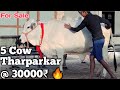5 Desi Cow @ 151000₹ ||👍|| Tharparkar Cow For Sale  स्वेतसुन्दरी गौमाता Desi Cow Dairy Farm Talk