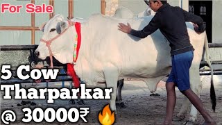 5 Desi Cow @ 151000₹ |||| Tharparkar Cow For Sale  स्वेतसुन्दरी गौमाता Desi Cow Dairy Farm Talk