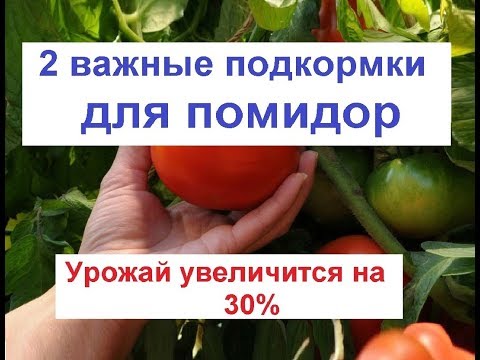 Как увеличить урожай помидор// подкормка помидор// лечение томата
