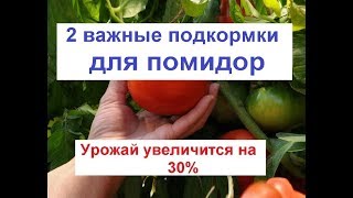 Как увеличить урожай помидор// подкормка помидор// лечение томата