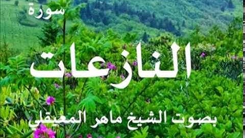 سورة النازعات بصوت الشيخ / ماهر المعيقلي 79