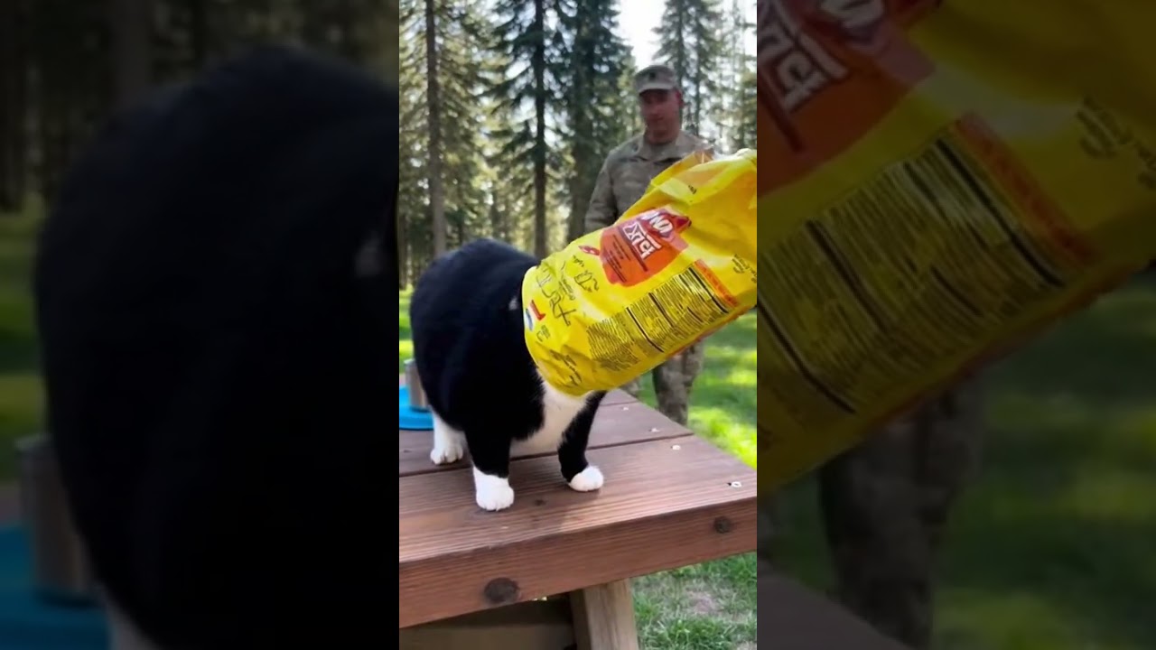 😹 🐈‍⬛ Fat Cat Stuck in Chip Bag! Funny Watch This Hilarious Moment 