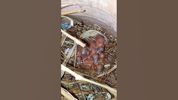 😍💞white Java Sparrow Baby 🐥 #birds #viral #animals #shorts # white Java