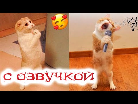 Приколы с котами! СМЕШНЫЕ КОТЫ С ОЗВУЧКОЙ 2022! Я ржал до слёз! - Смешные видео от Доми шоу