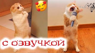 Приколы с котами! СМЕШНЫЕ КОТЫ С ОЗВУЧКОЙ 2022! Я ржал до слёз! - Смешные видео от Доми шоу видео