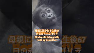 母親に抱かれる生後67日目の赤ちゃんゴリラ