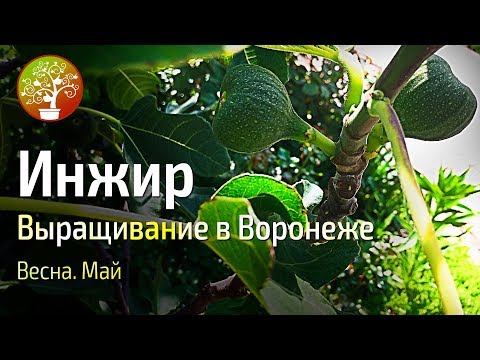 Инжир. Выращиваем в воронежской области!