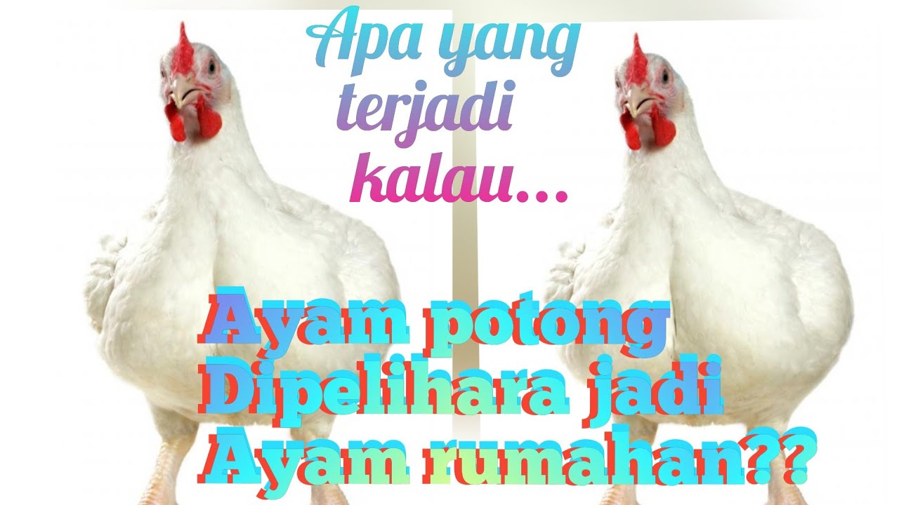 Ayam ras potong atau broiler dipelihara bebas di rumah?ini yang terjadi