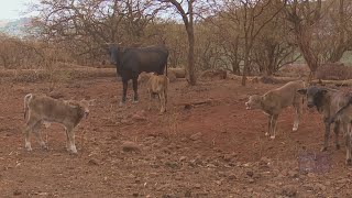 Bovine tuberculosis outbreak on Molokai worst in decades