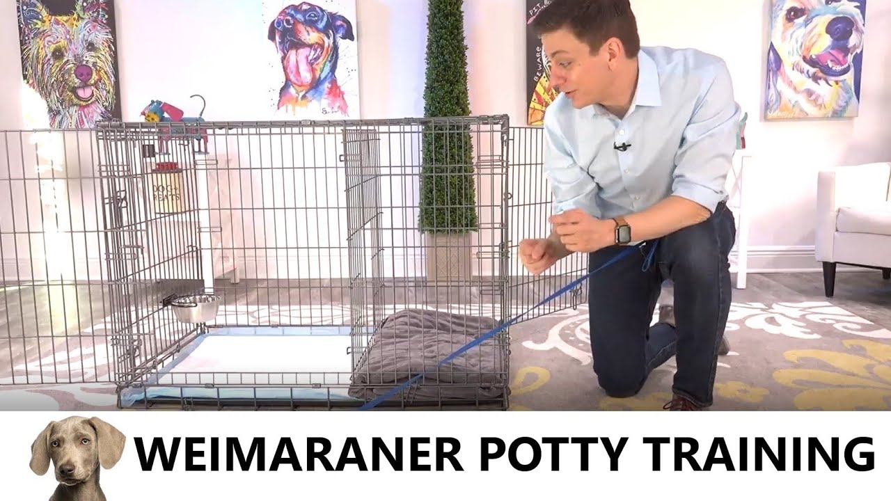 Weimaraner Potty Training From World-Famous Dog Trainer Zak George -  Potty Train A Weimaraner Puppy