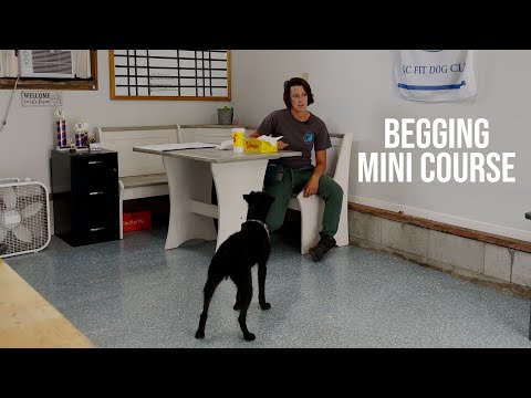 Begging Mini Course