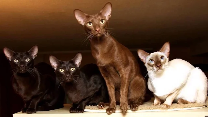 Watch the video about Photos of my cat Javanese Cat Breed