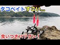 食いつきバツグン！釣れると話題のタコベイトで良型連発！