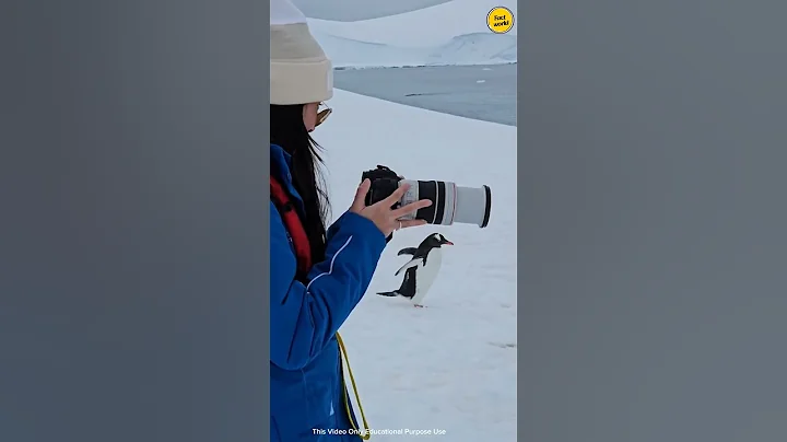 Why You Should Never Touch a Penguin in Antarctica #ytshorts #facts #trending