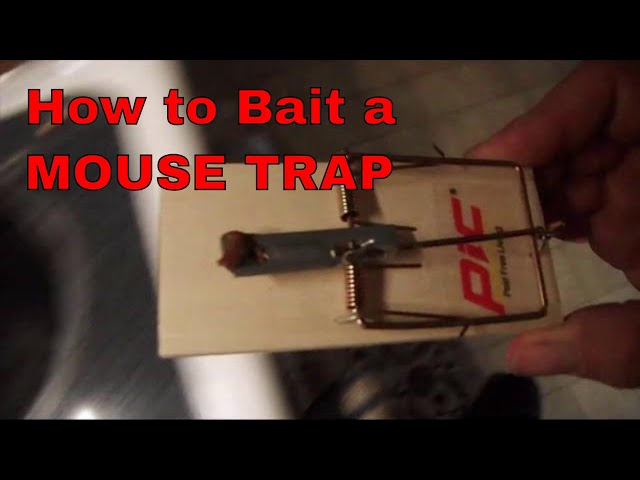 How to set a mouse trap class=