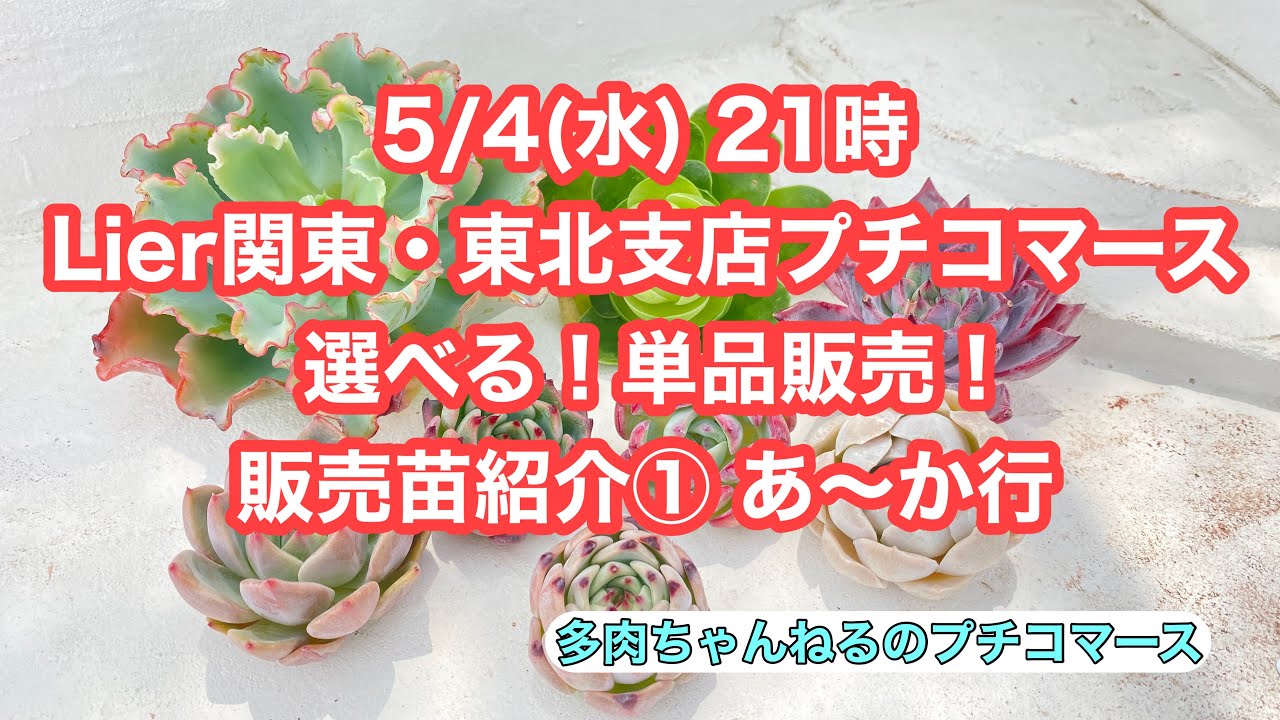 多肉植物】Lier関東・東北支店プチコマース！選べる！単品販売苗のご