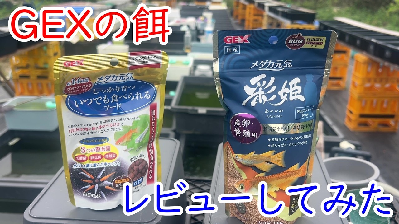 老舗　nectar フィッシュ Medaka] Reviewing GEX fish food I remembered getting in the spring